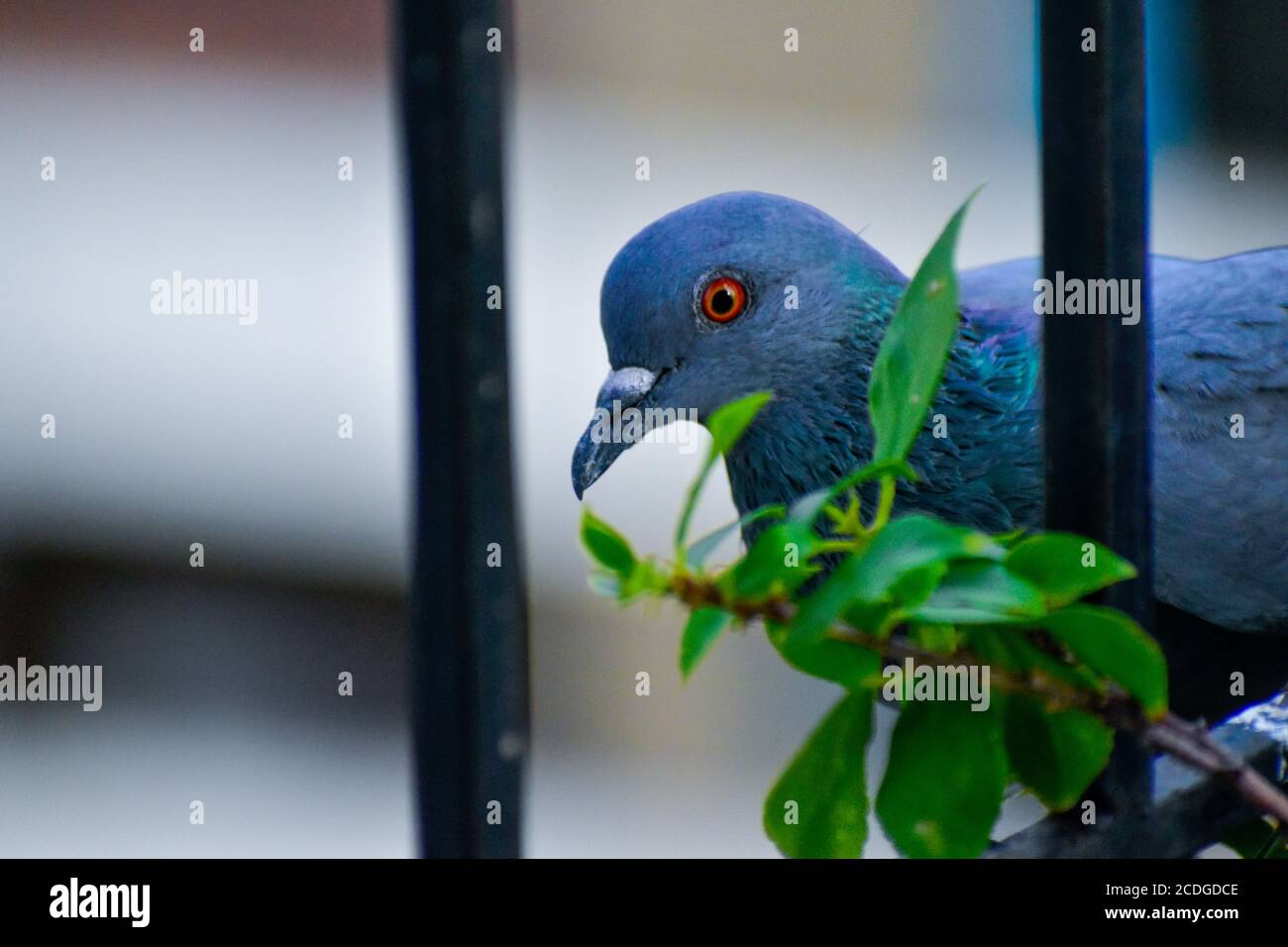 The domestic pigeon is a pigeon subspecies that was derived from the rock dove The rock pigeon is the world's oldest domesticated bird. Stock Photo