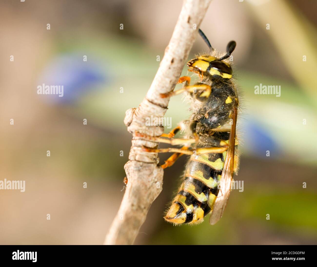 Spring Wasp Spring Macro - wasp on thin branch Stock Photo - Alamy