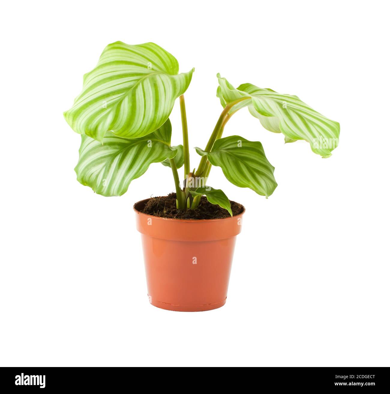 Calathea (Prayer Plant) Stock Photo