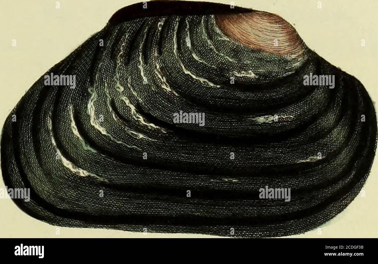Illustrations Of The Conchology Of Great Britain And Ireland I Gt Rowi R Cipiprr Jin Ravtui U Jlj Iears T J Nh J 1 Plate Xxix Fig 1 Modiola Papuana Modiola Papuana Lam Syst V P 111 Mytilus