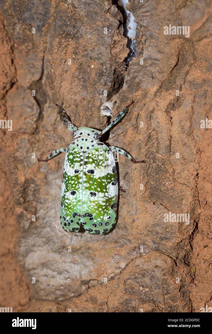 Green and white spotted Plant hopper beetle, South Africa Stock Photo Alamy