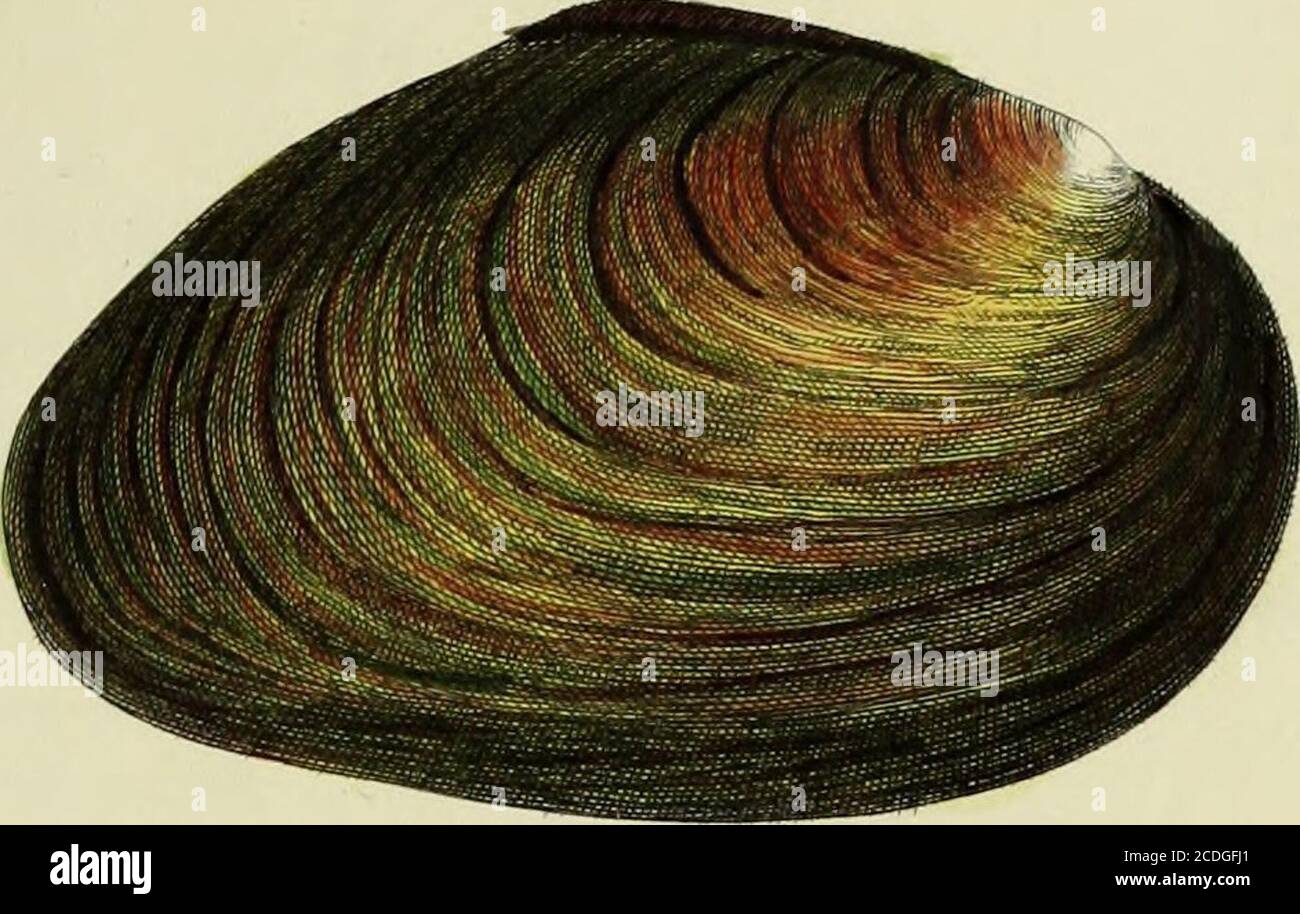 . Illustrations of the conchology of Great Britain and Ireland . J&gt;i-aim *y Cap.£rcyi*-n £rx//raxfilb-j W. WJ.ixary^dmhcrqK. PLATE XXVIII.Fig. 1. ANODONTA anatina. Anodonta anatina. Lam. Syst. vi. partie 1, p. 85. Mytilus anatinus, Mont. Test. Brit. p. I*]!, and 582.—Linn. Trans, viii. p. 110. pi. [3, fig. 1—Brown in Ency.Brit. vi. p. 423. Fig. 2. ANODONTA anatina. Anodonta anatina, Lam. Syst. vi. partie 1, p. 84. , Mytilus Avonensis, Variety found in the River Avon, and in the New River at Hampstead, not uncommon Monl. Test. Brit. p. 172 Linn. Trans, viii. p. 250, pi. 3. Fig. 3. ANODONTA c Stock Photo