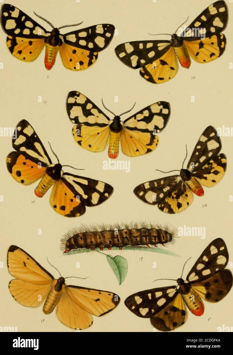 . The Lepidoptera of the British Islands : a descriptive account of the families, genera, and species indigenous to Great Britain and Ireland, their preparatory states, habits, and localities . B. Morgan del et litK ^Aru:«nt Broolo Day tc Sonimp X Rcar/n &. C XoTulan PLATE LXXIII. Fig. 1. Arctia villica, male. la. )! )5 female. Ih. )3 ?3 male, var. Mr. S. Webb Ic. J) !) JJ 55 55 95 Id. ., ? J 5) 95 9 99 le. ?? J3 female, var. ,, ,, 1/ 3&gt; 3J 99 55 53 59 If/- 9) ?J larva. PLATE 73. R^oriajae;eHiiK Wnoe^.l Broo1&lt;a,Da5-&.SorLtmp LR««^7« &.C° LOIA^OTL PLATE LXXIV. Fig. 1. Euthemouia russula, Stock Photo
