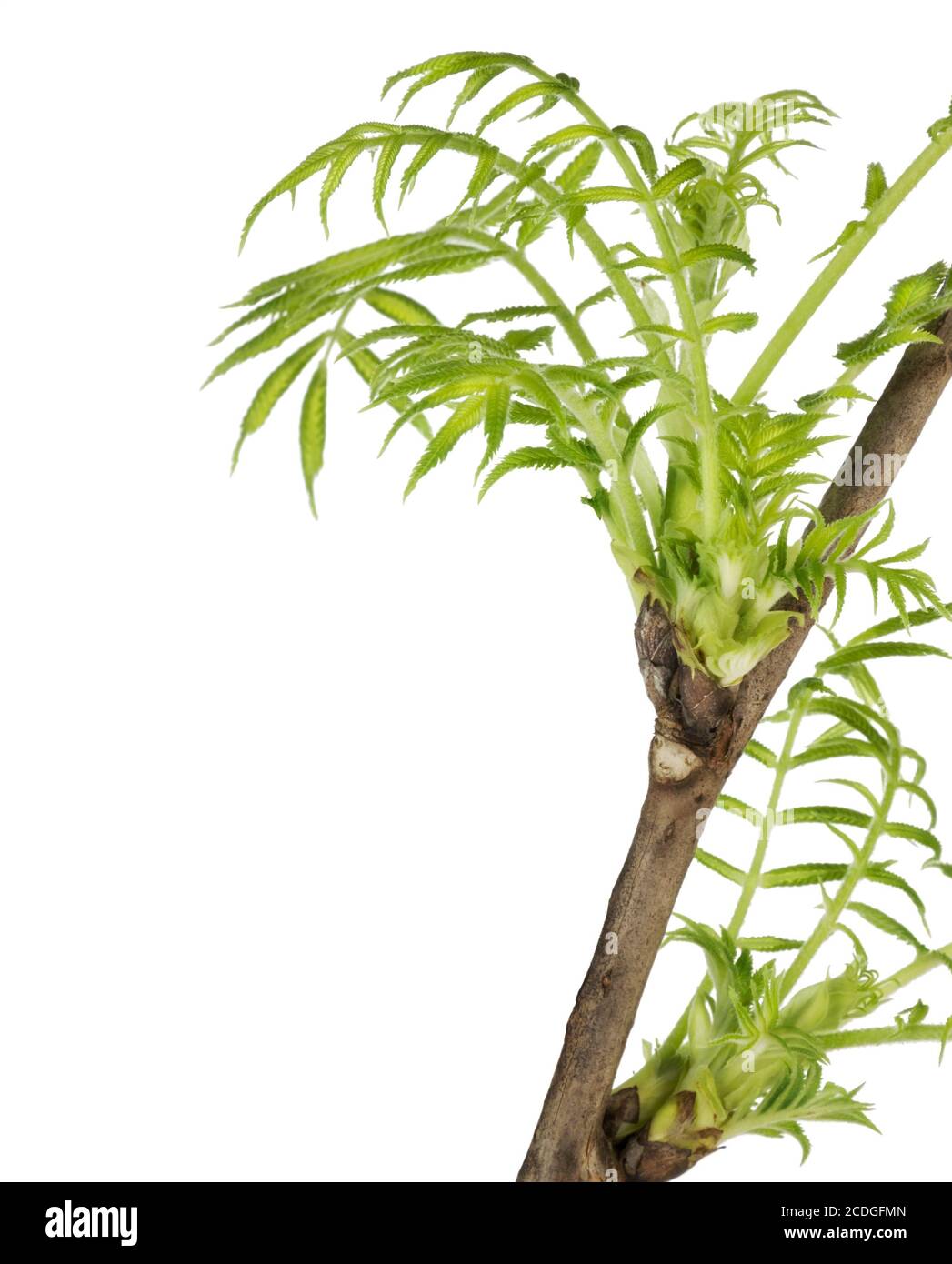 First leaf growth Cut Out Stock Images Pictures Alamy