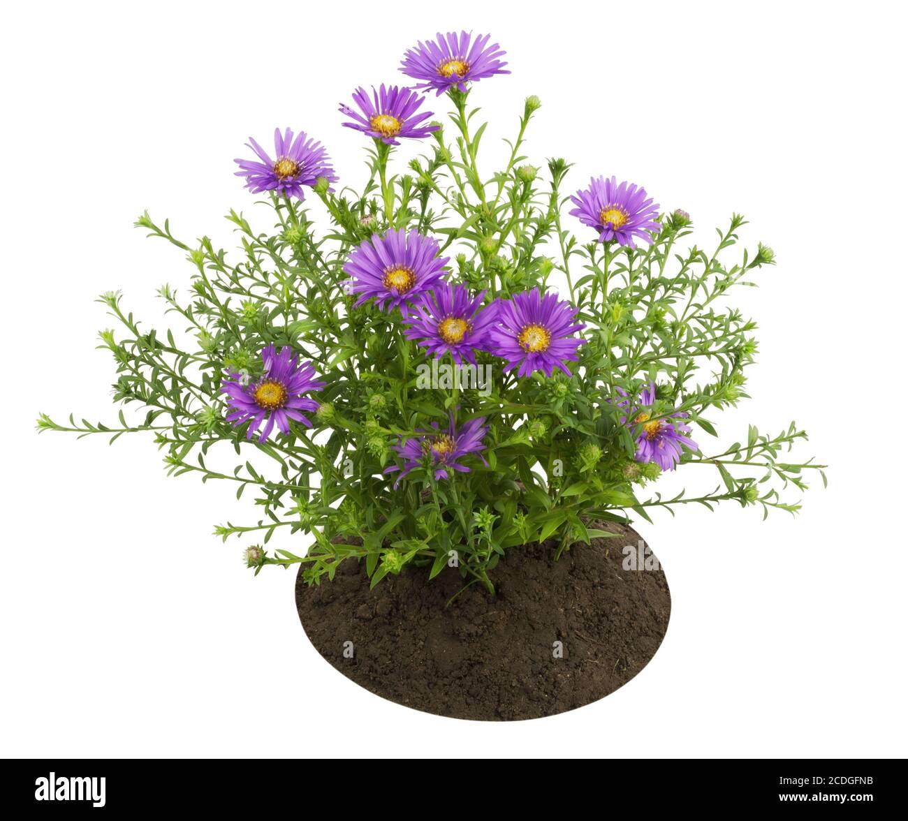 Small bush of violet chrysanthemums Stock Photo