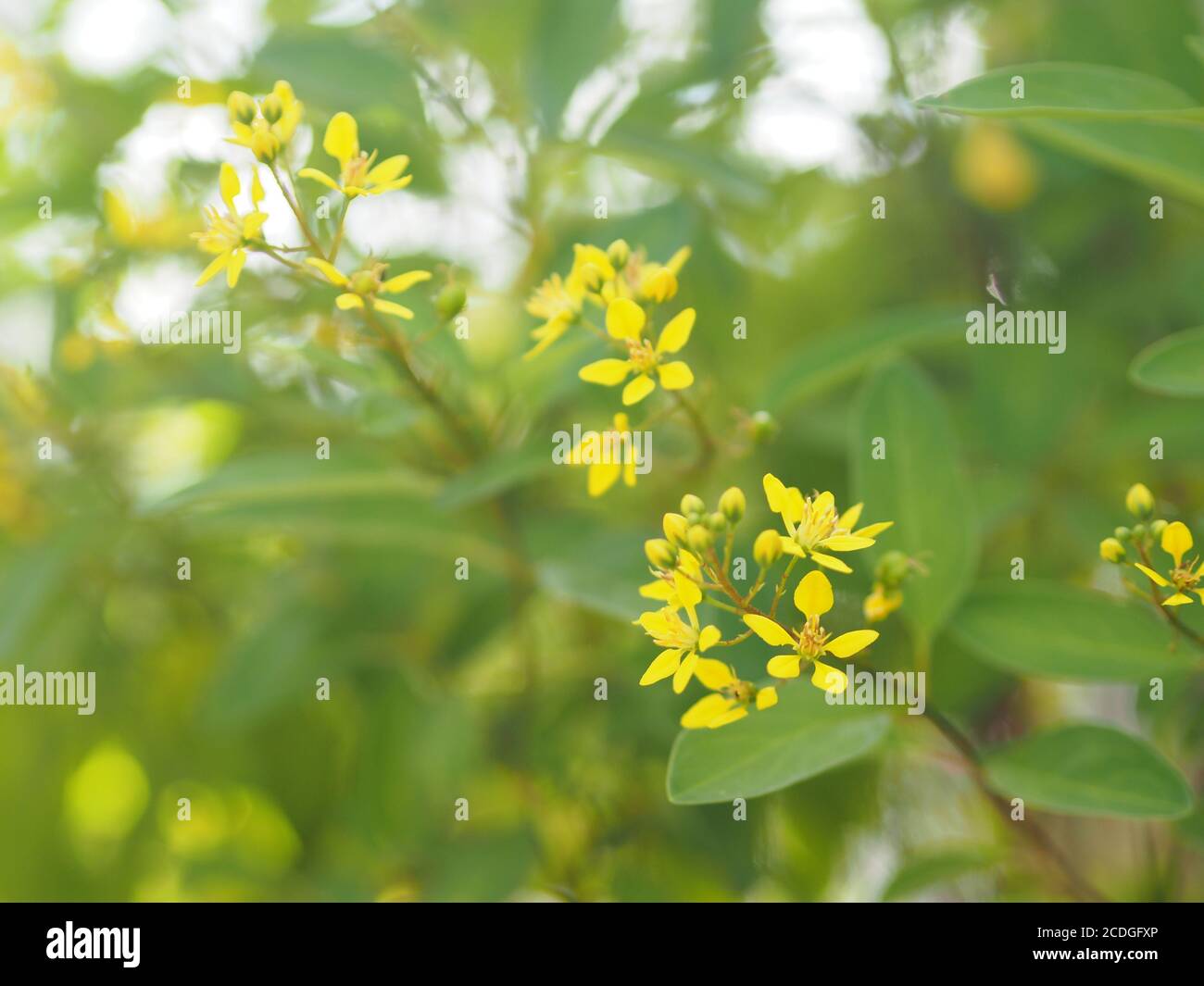 Little Yellow flower Thryallis glauca, Galphimia, Gold Shower medium shrub Dark yellow flowers inflorescence will be released at end of the branch blo Stock Photo