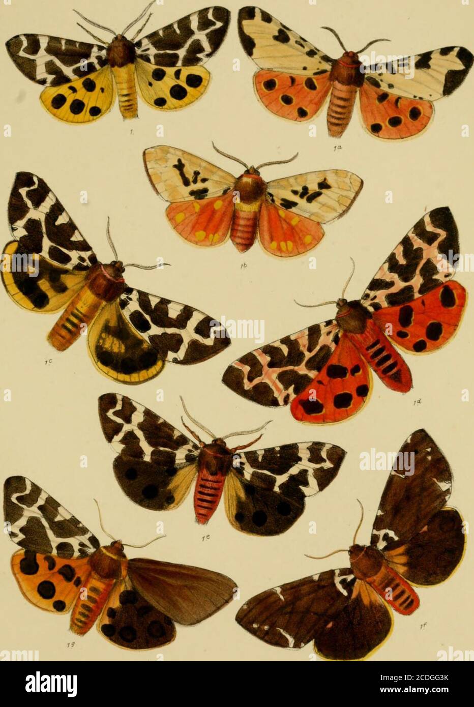 . The Lepidoptera of the British Islands : a descriptive account of the families, genera, and species indigenous to Great Britain and Ireland, their preparatory states, habits, and localities . RMoT^an-AoLetlitK ?^Snc«nt BrooUsDayiSorJinp L Reeve &. C9 Lffixdon. PLATE LXXIL Fig. 1. Arctia caja var. Dr. Mason. la. jj „ Mr. S. Webb. Ih. 55 „ Mr. C. A. Briggs Ic. 55 „ Mr. ?. Webb. Id. 55 55 5» le. 55 5) &gt;» 1/ 55 55 »&gt; 1^. 55 55 »» PLATE 72. B. Morgan del et litK ^Aru:«nt Broolo Day tc Sonimp X Rcar/n &. C XoTulan PLATE LXXIII. Fig. 1. Arctia villica, male. la. )! )5 female. Ih. )3 ?3 male, Stock Photo