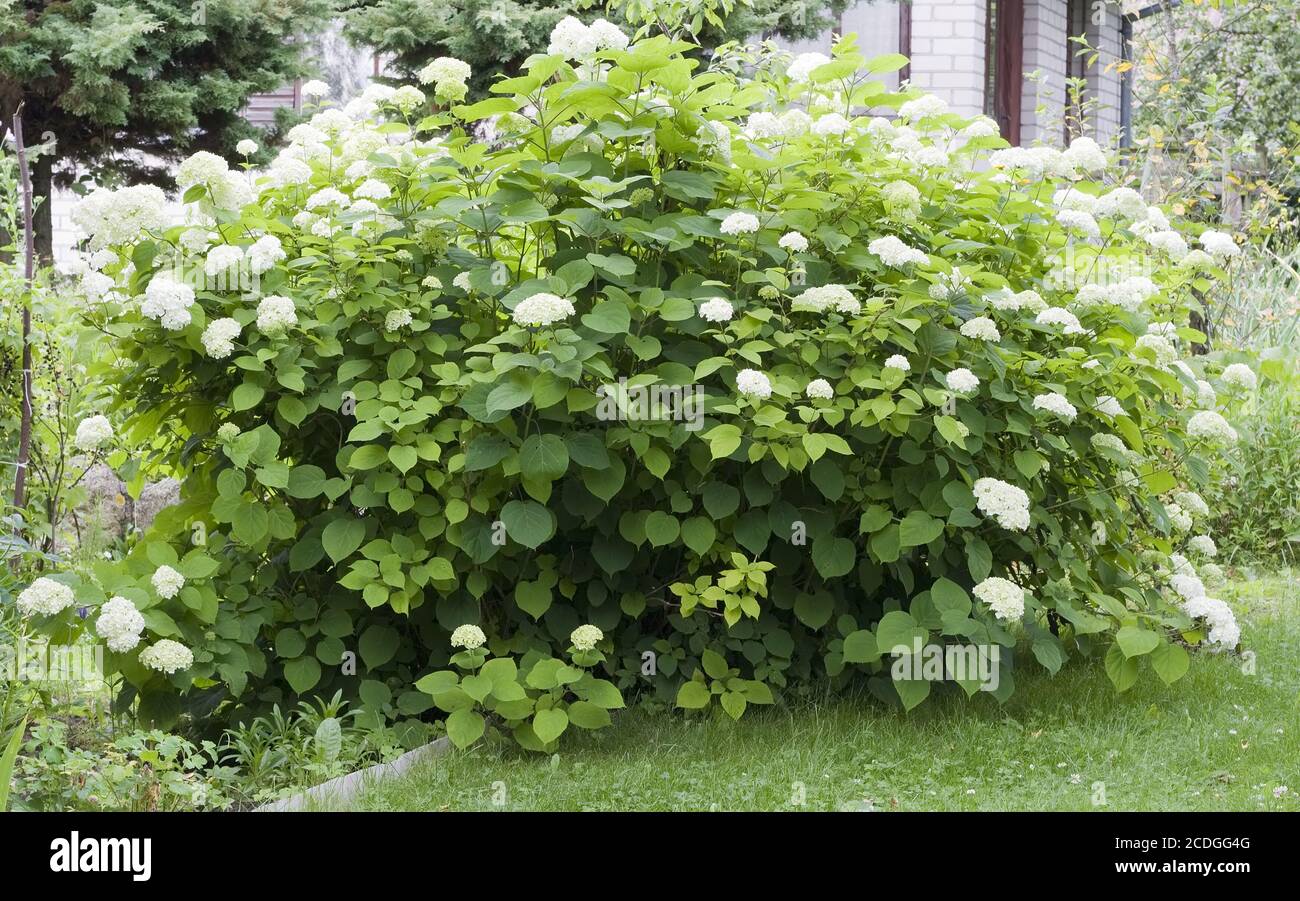 White hydrangea hi-res stock photography and images - Alamy