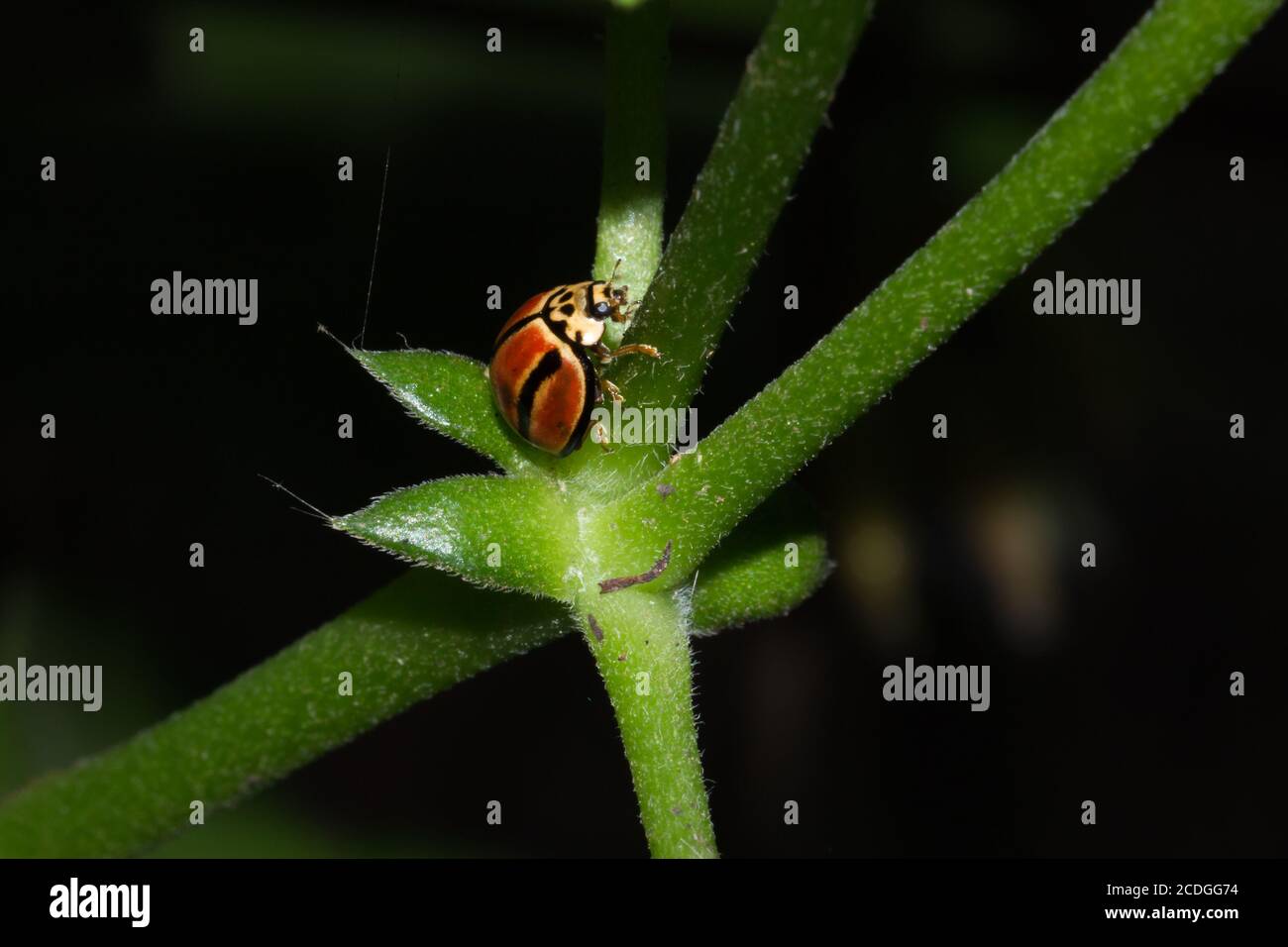Humbug Ladybird (Micraspis striata), Kruger National Park, South Africa