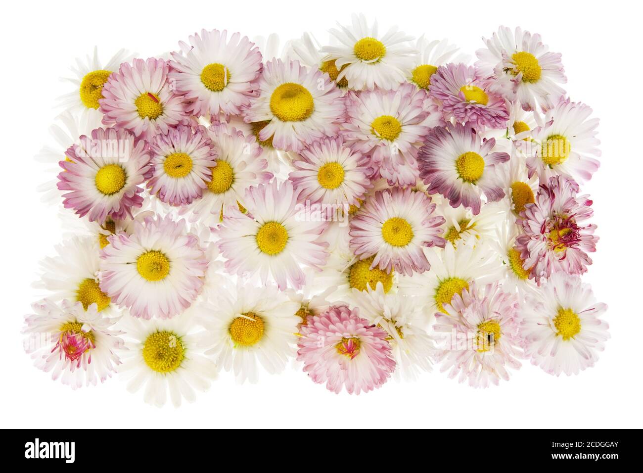 Medallion from real spring pink daisies Stock Photo