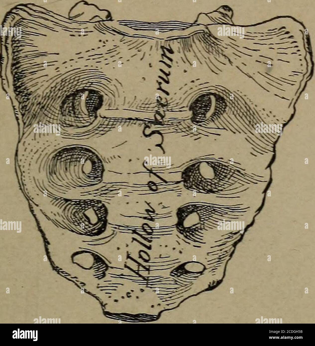 Wedge-Shaped Sacral Rest with Pad - Child