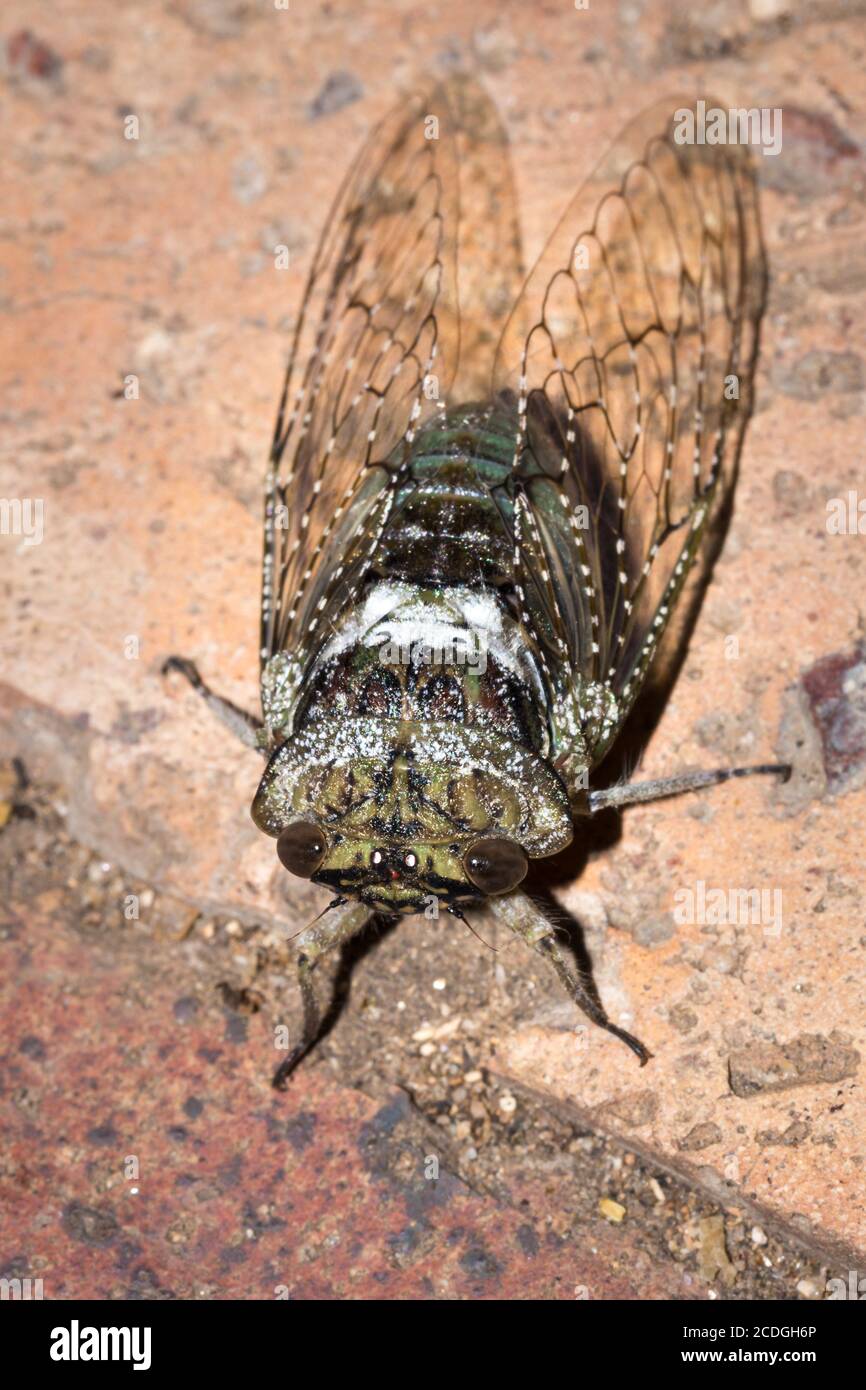 Green and white spotted Cicada beetle (Cicadidae), Kruger National Park ...