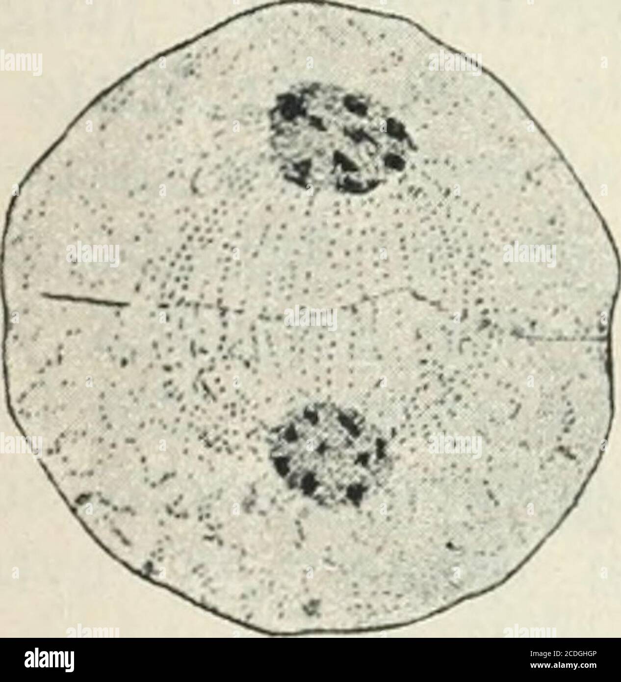 . Allgemeine Pflanzenkaryologie . ondern an einHeranschaffen von „Kiuoplasma entsprechend den Vorstellungen von Der RuhekeiD als Componente des lebendigen Zellganzen 189 Stkasburger, der bekanntlich unter diesem Terminus eine besondereModifikation, mindestens einen Funktiouszustand, des Cytoplasma ver-stand. Von sonstigen Publikationen will ich hier noch die vonYamanouchi ür Iucus (1909a), Cutleria (1909b, 1912) und Zanardinia(1913 b) sowie die von Kylin (1918) für Chorda hervorheben. Bei dem Oedogonium-l^y^Vi^, den wir seit Strasburger (1875,1880a, 1893b, S. 109, vgl. auch van Wisselingh 190 Stock Photo