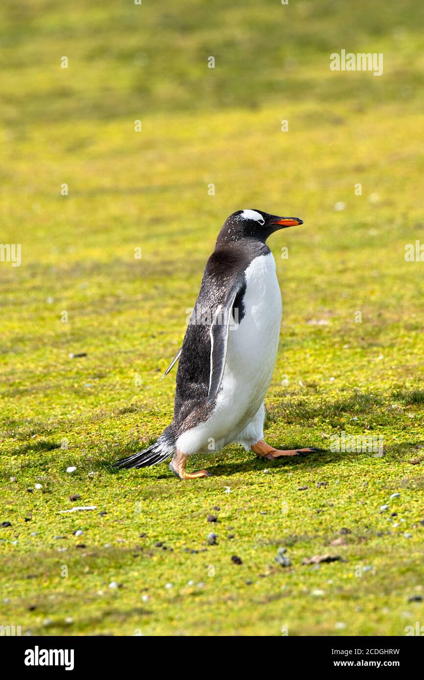 A Gentoo Penguin walking at Volunteer Point, Falkland Islands. Stock Photo