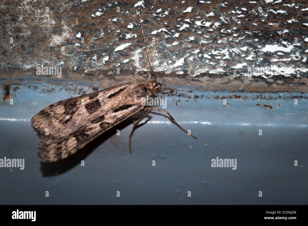 Beautiful grey and brown Moth sitting resting, Nosy Komba, Madagascar