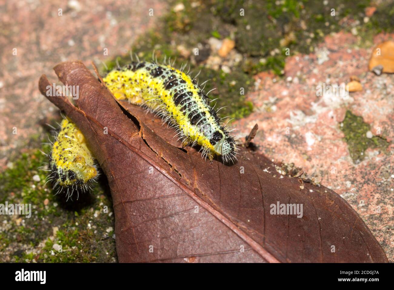 Green and yellow hairy spotted caterpillar on a green broccoli plant, Cape Town, South Africa