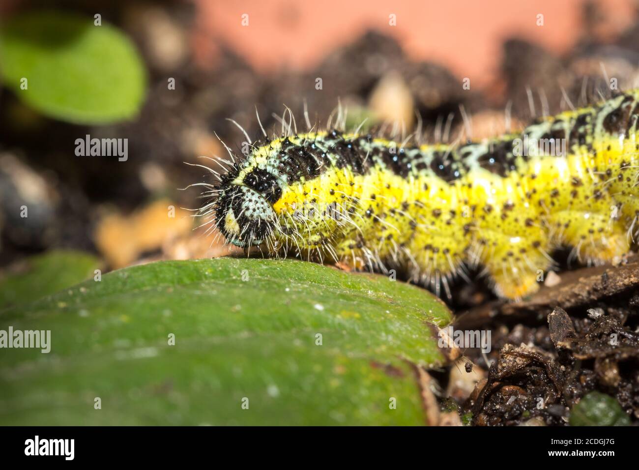 Green and yellow hairy spotted caterpillar on a green broccoli plant, Cape Town, South Africa