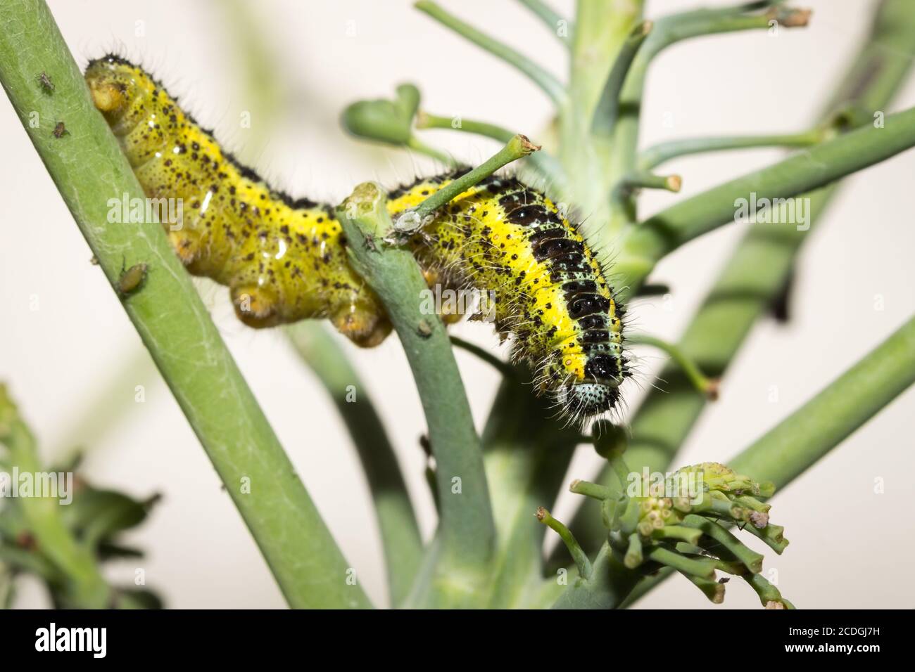 Green and yellow hairy spotted caterpillar on a green broccoli plant, Cape Town, South Africa