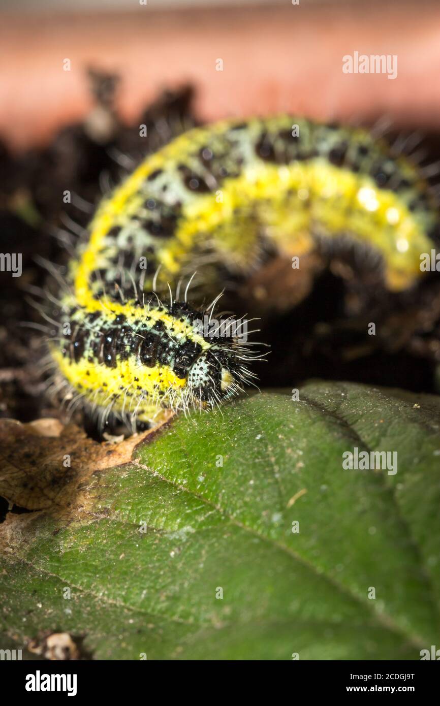 Green and yellow hairy spotted caterpillar on a green broccoli plant, Cape Town, South Africa