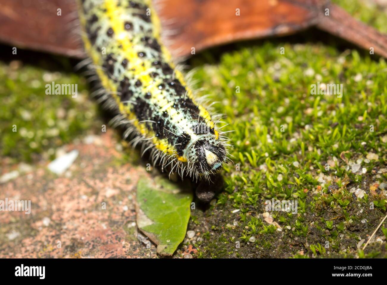 Green and yellow hairy spotted caterpillar on a green broccoli plant, Cape Town, South Africa