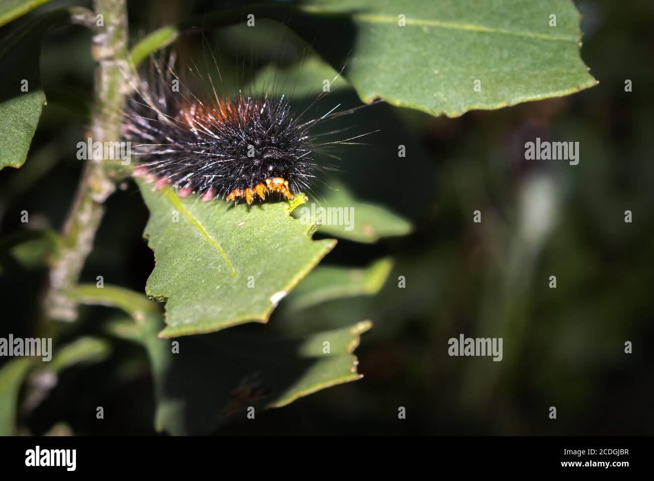 Hairy Caterpillar Brown Moth High Resolution Stock Photography and Images Alamy