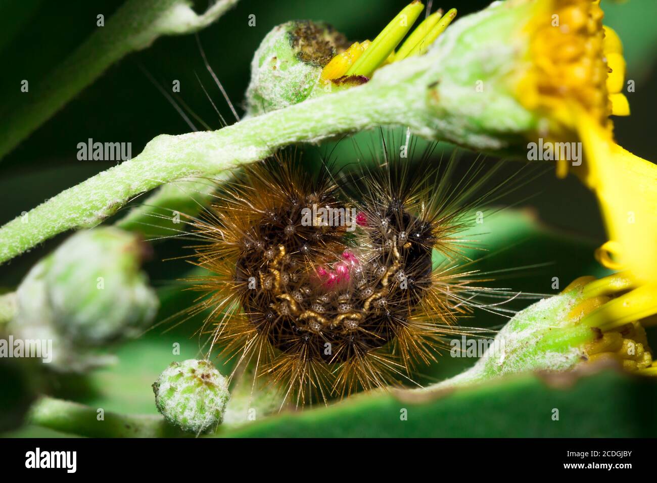 Brown Hairy (Tiger Moth) caterpillar eating a yellow flower, Cape Town