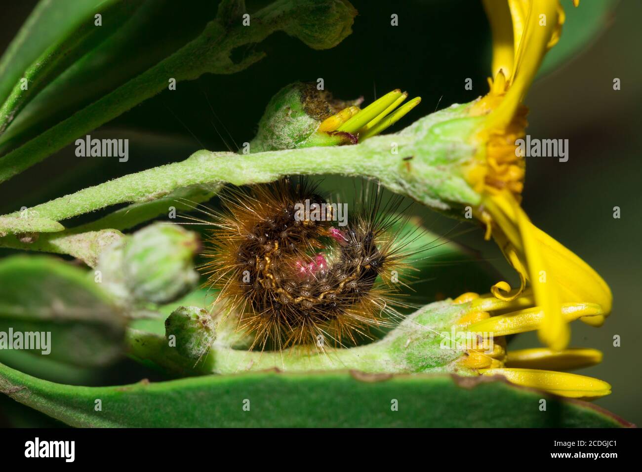 Brown Hairy (Tiger Moth) caterpillar eating a yellow flower, Cape Town, South Africa Stock Photo