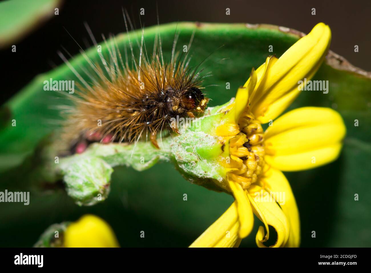 Brown Hairy (Tiger Moth) caterpillar eating a yellow flower, Cape Town