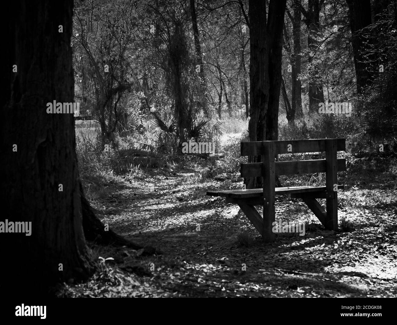 The Woodlands TX USA - 02-28-2020  -  Old Wooden Bench in Woods By Path in B&W Stock Photo