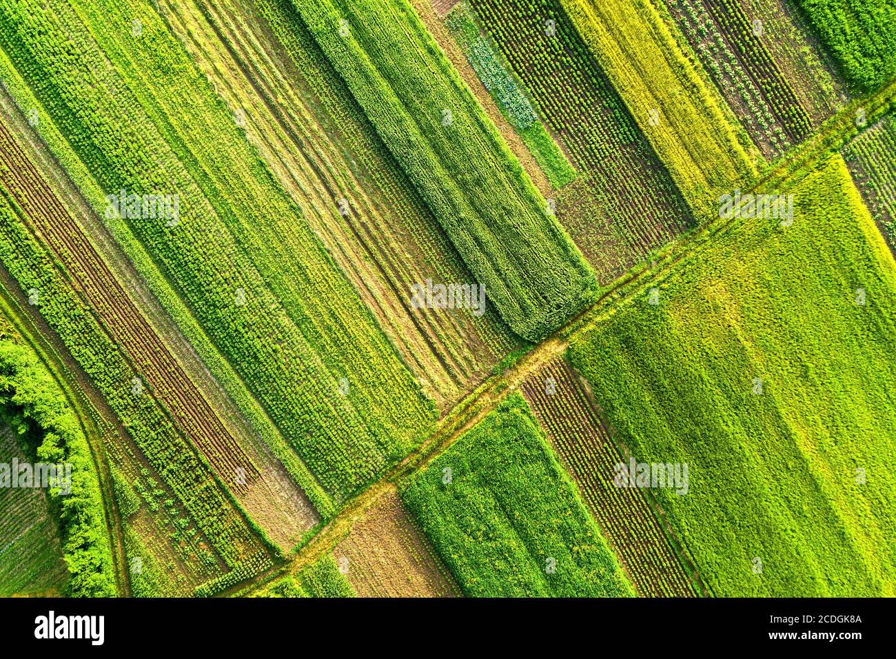 Aerial view of green agricultural fields in spring with fresh ...