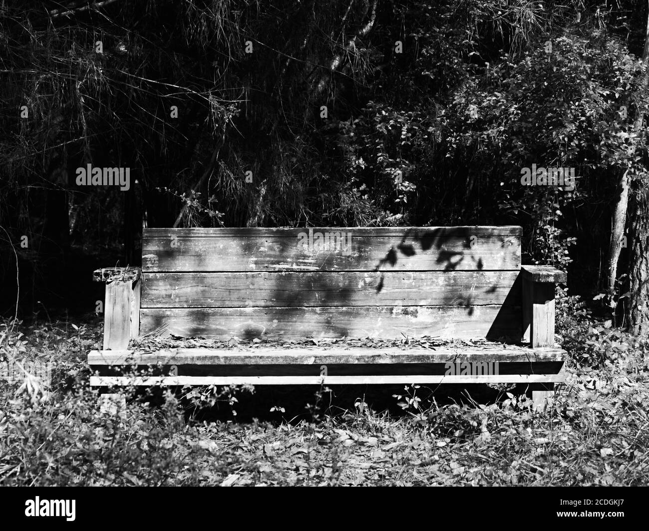 The Woodlands TX USA - 01-20-2020  -  Old Wooden Bench in Woods in B&W Stock Photo