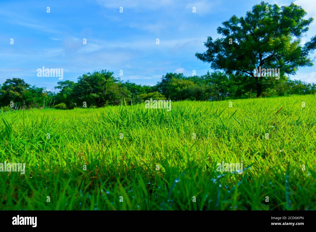 Grasslands are generally open and continuous, fairly flat areas of grass.They are often located between temperate forests at high latitudes and desert. Stock Photo