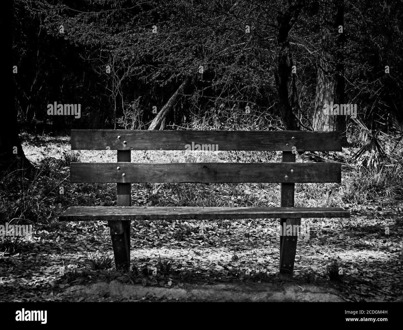 The Woodlands TX USA - 02-28-2020  -  Old Wooden Bench in Woods 2 in B&W Stock Photo