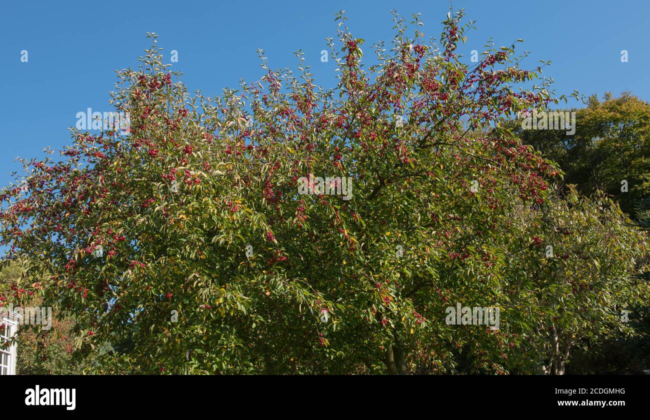 Autumnal Red Fruit on a Crab Apple Tree (Malus baccata var. mandshurica) Growing in a Country Cottage Garden in Rural Devon, England, UK Stock Photo