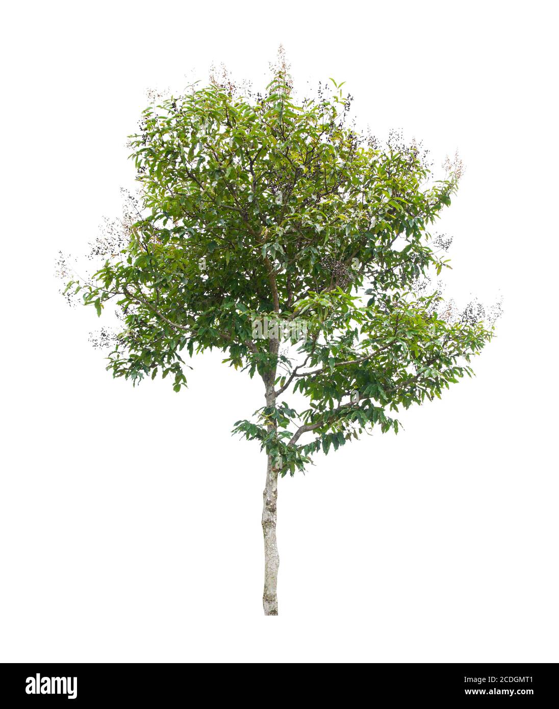 Beautiful green tree isolated on white background Stock Photo - Alamy