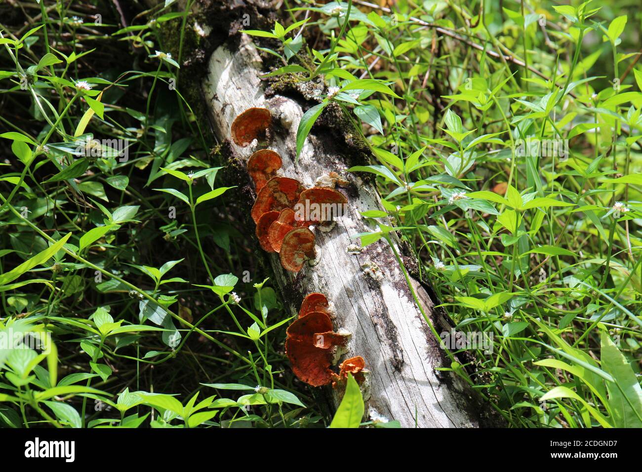 Orange and brown Polyporales fungi on a rotting log surrounded by plants in Maui, Hawaii, USA Stock Photo