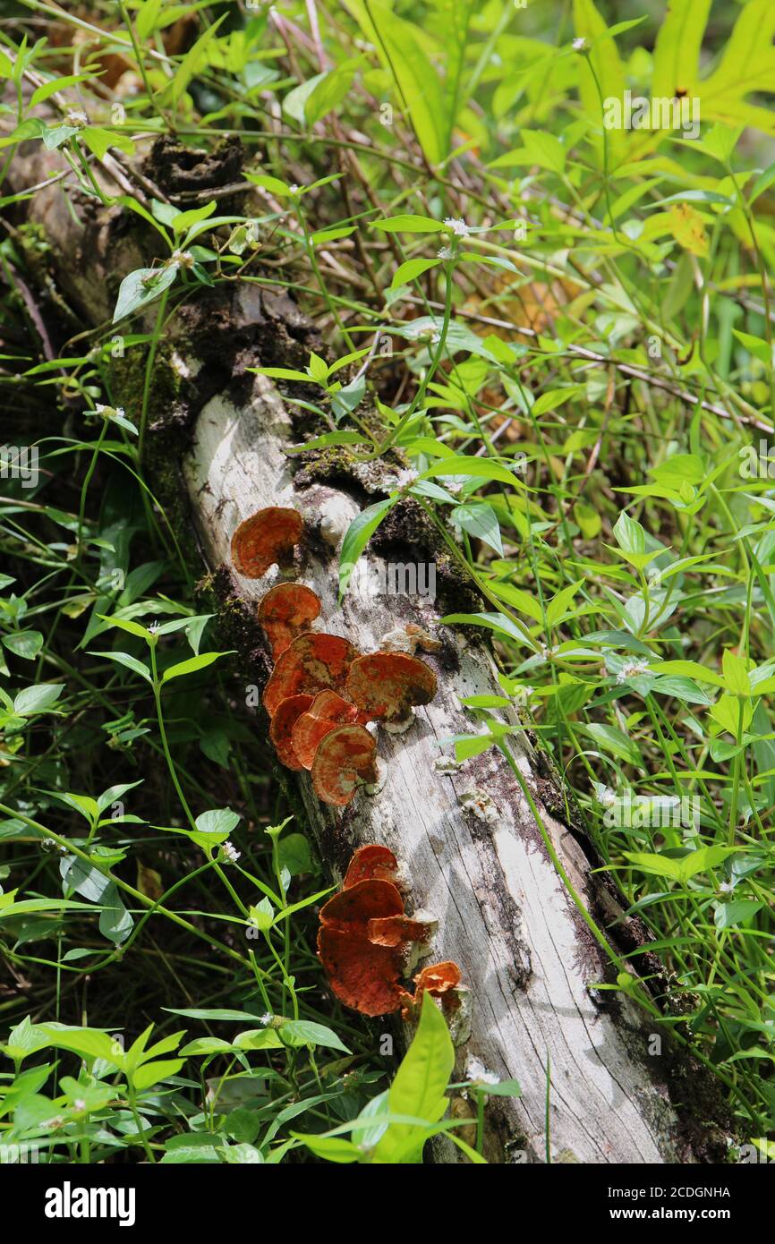 Orange and brown Polyporales fungi on a rotting log surrounded by plants on the Pipwai Trail in Maui, Hawaii, USA Stock Photo