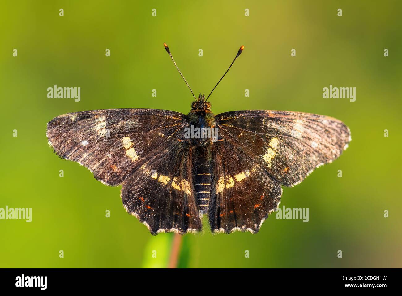 Map Butterfly - Araschnia levana, small beautiful brushfoot butterfly from European meadows and grasslands, Zlin, Czech Republic. Stock Photo
