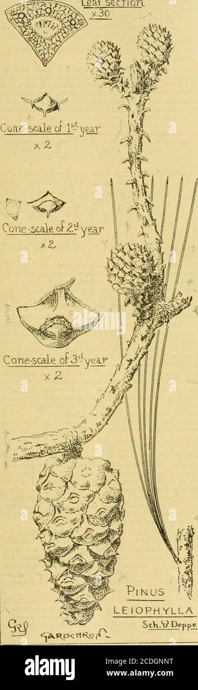 . The Gardeners' chronicle : a weekly illustrated journal of horticulture and allied subjects . the species. The lengthof the leaf, the size of the cone, and other par-ticulars are faithfully drawn, and Lambertsdescription would have been complete for allpurposes of identification had he recognised in PINUS LEIOPHYLLA. This is one of the more accessible Pines ofMexico. It is found within easy reach of themetropolis, and thence in all directions as far asthe States of Vera Cruz. Oa.xaca, Durango, andthe Territory of Tepic. Further investigationmay extend these limits along the Sierra Madi-emoun Stock Photo