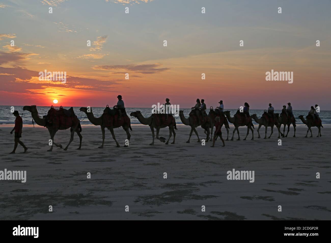 Sunset camel ride at Cable Beach in Broome, Western Australia Stock