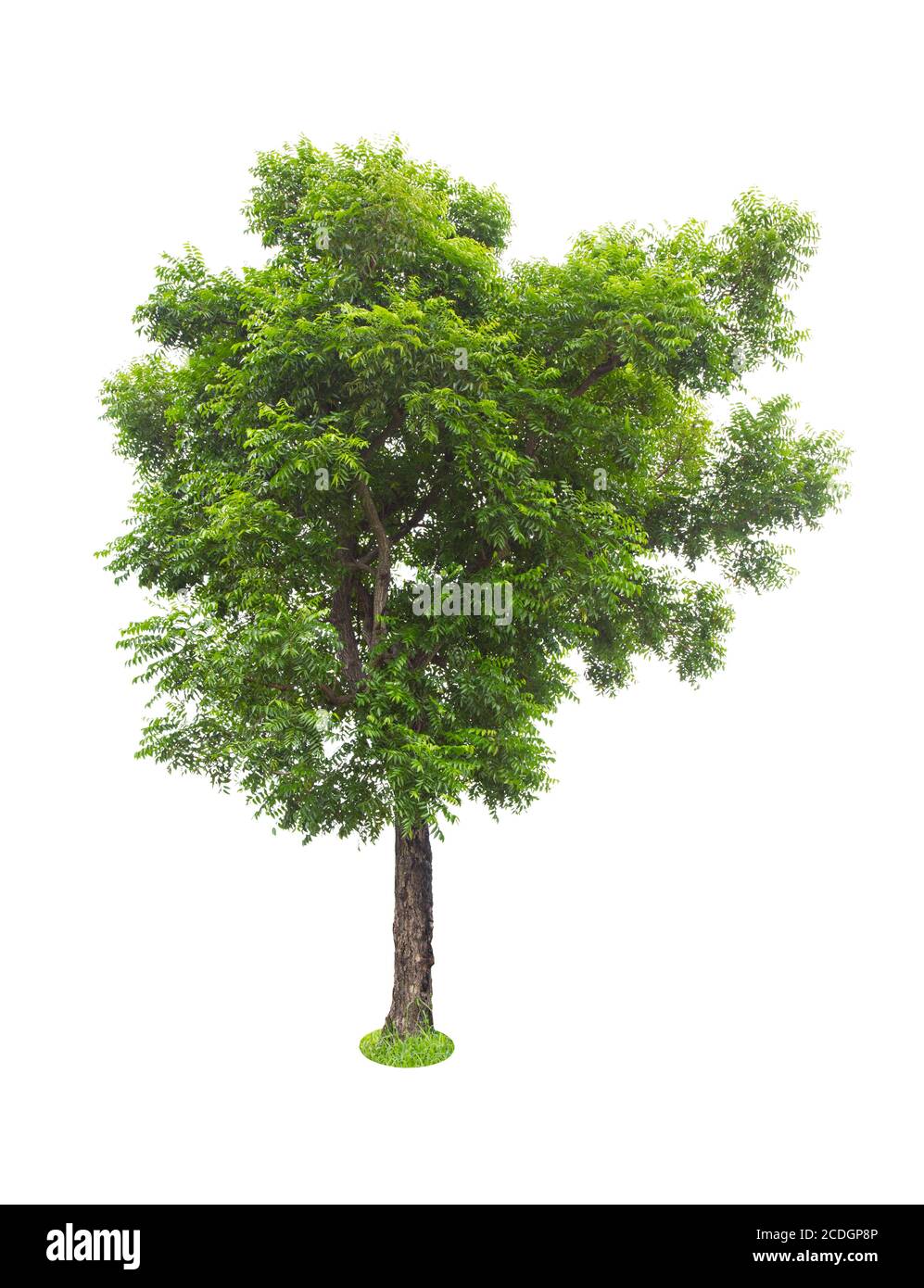 Beautiful green tree isolated on white background Stock Photo - Alamy