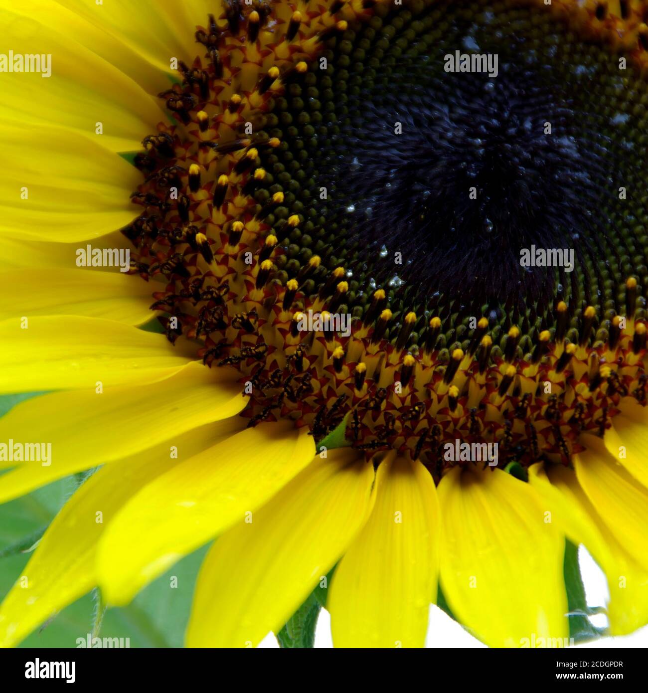 Yellow sunflower in the garden Stock Photo