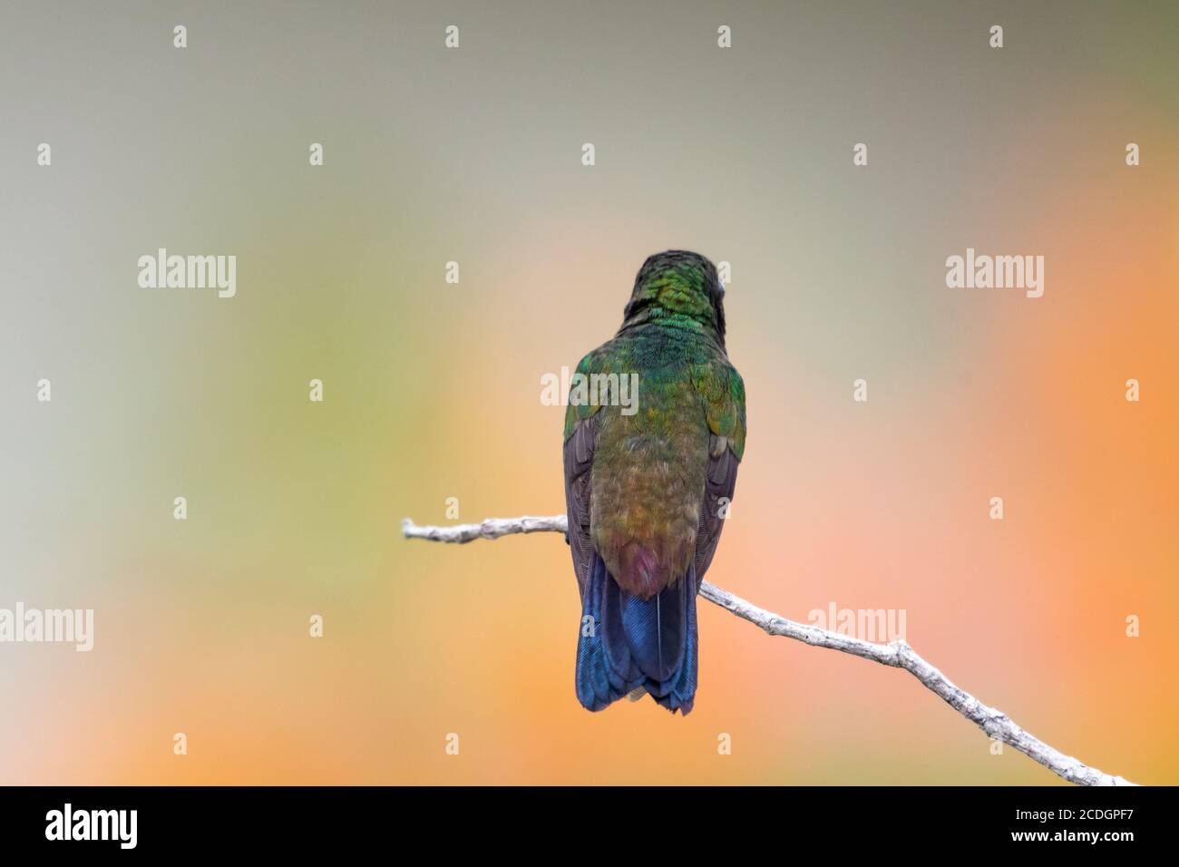 Copper rumped hummingbird facing away hires stock photography and images Alamy