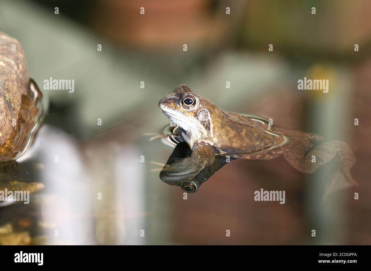 Reflections of a Frog Stock Photo