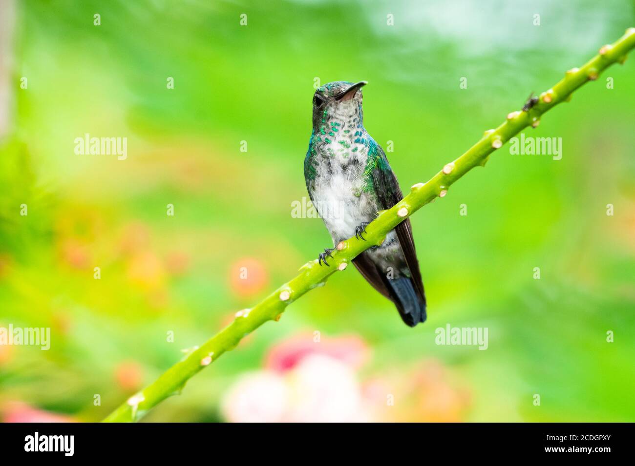 A Blue-chinned Sapphire hummingbird perching with a blurred background. Hummingbird in natural surroundings and natural light. Bird in the wild Stock Photo