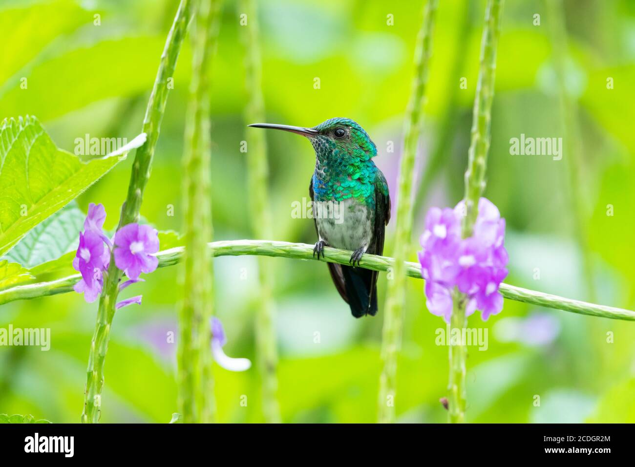 A Blue-chinned Sapphire hummingbird perching in a purple Vervain plant. Bird in a garden. Hummingbird in natural surroundings. Stock Photo