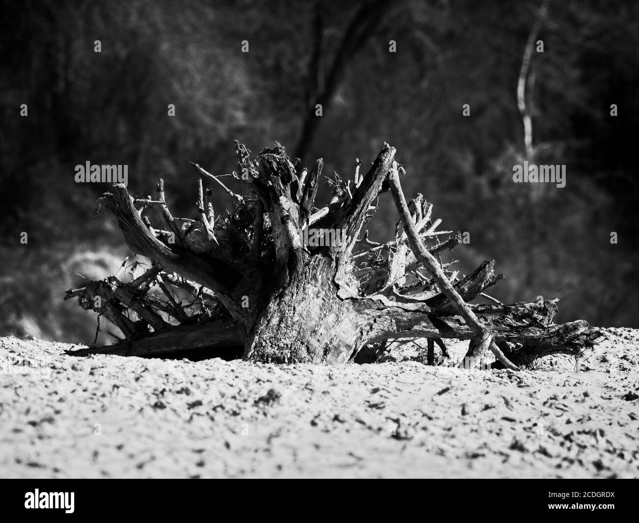 Mud water tree roots Black and White Stock Photos & Images - Alamy