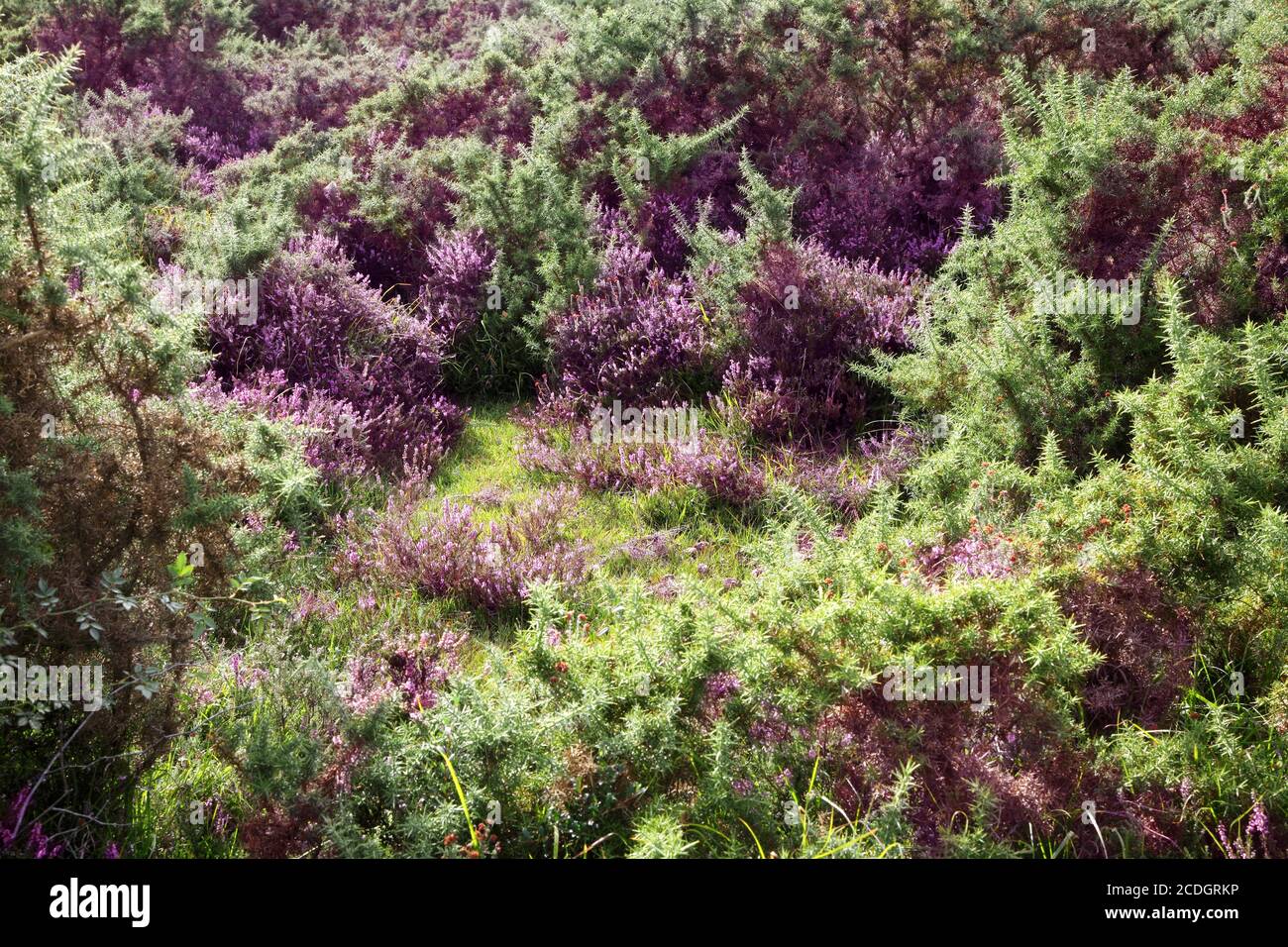 Ling heather new forest hi-res stock photography and images - Alamy