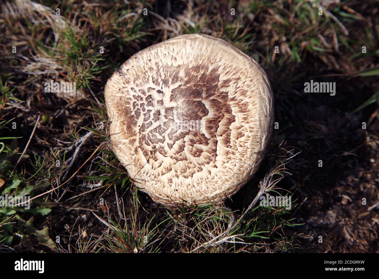Agaricus augustus ‘The Prince’ mushroom, part of agaricomycetes  basidiomycota class. Stock Photo