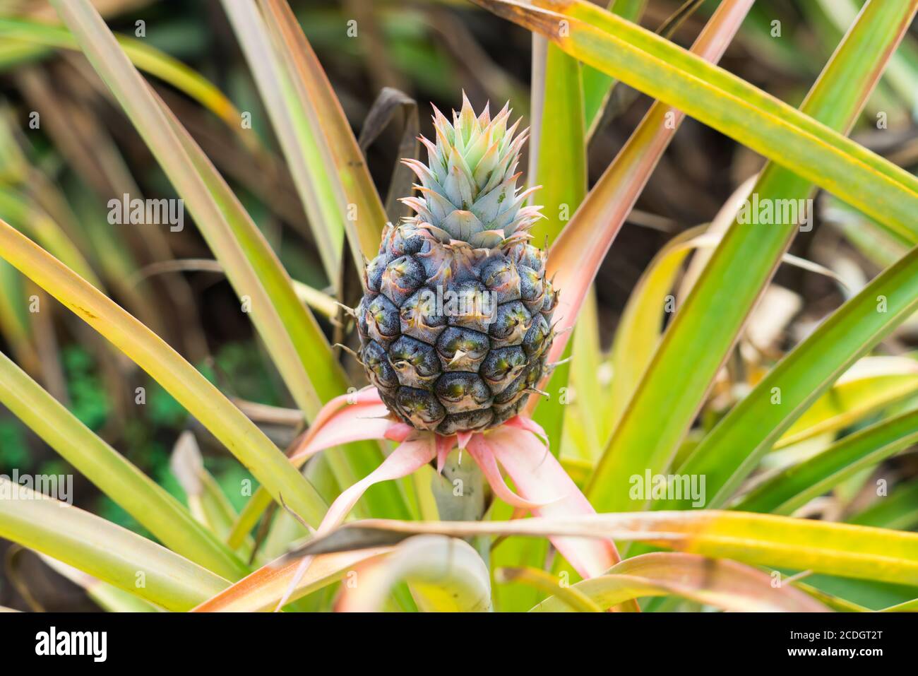 Pineapple plants in Hawaii with growing pineapple Stock Photo Alamy